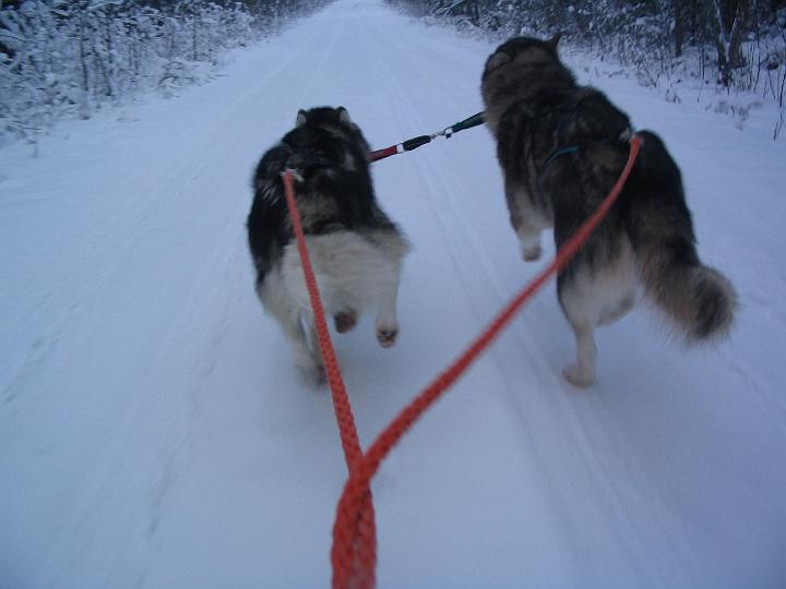 Marraskuu-07 ajoa 018.jpg - Ajoa Awan ja Repen kanssa marraskuu -07 / Sledding with Awa and Repe November -07